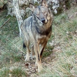 Image-154778