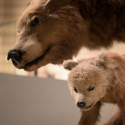 Image-155542