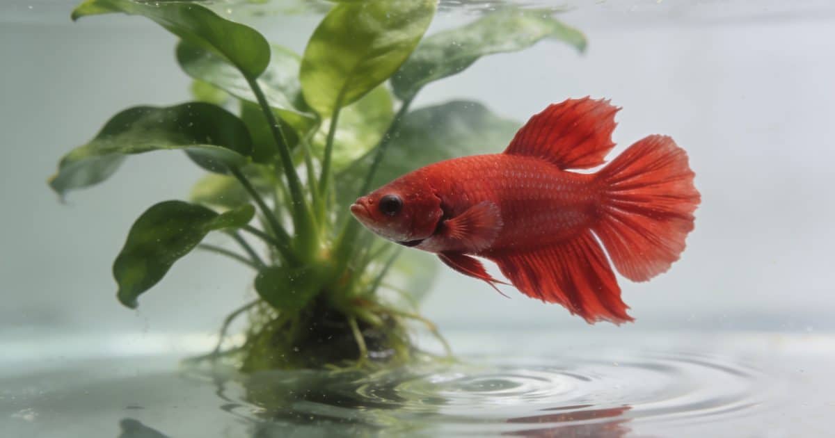 Betta rouge nage devant plante verte aquarium