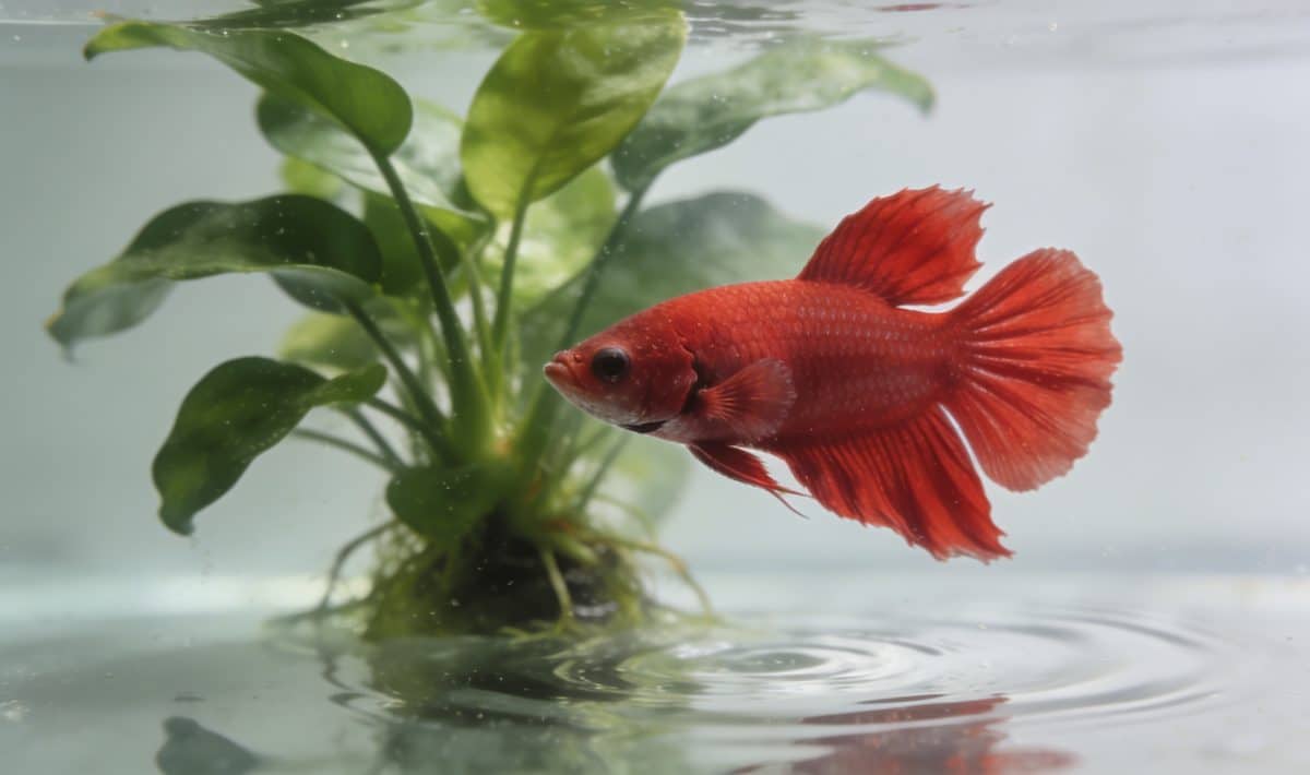 Betta rouge nage devant plante verte aquarium