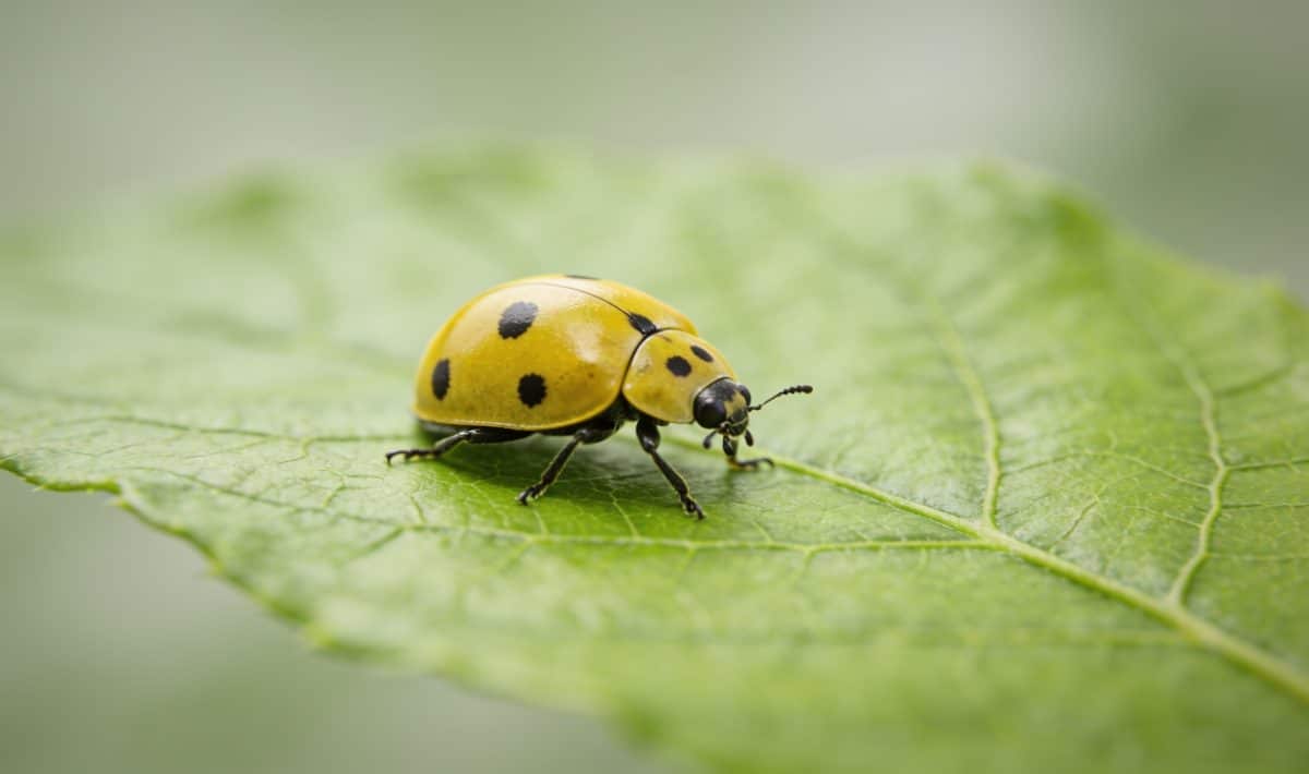 gros plan coccinelle jaune sur feuille verte
