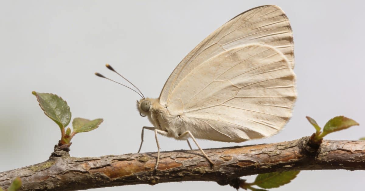 Gros plan papillon beige ailes deployees sur branche