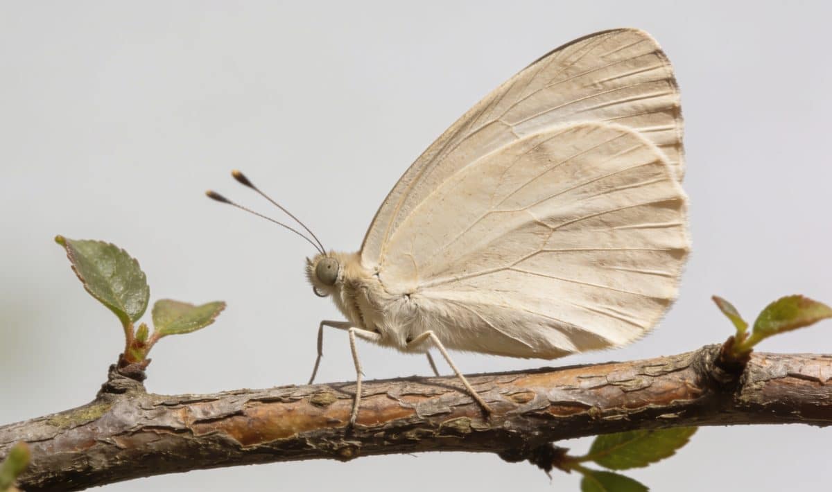 Gros plan papillon beige ailes deployees sur branche