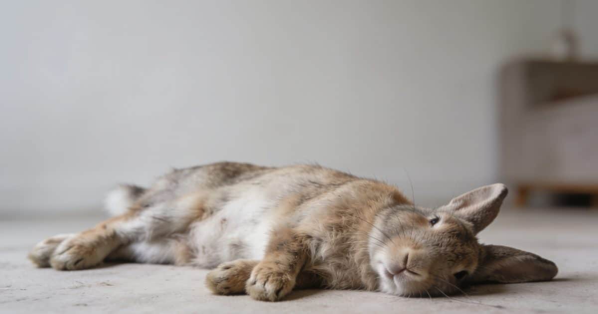 lapin affaibli couche sur le flanc vet chez lui