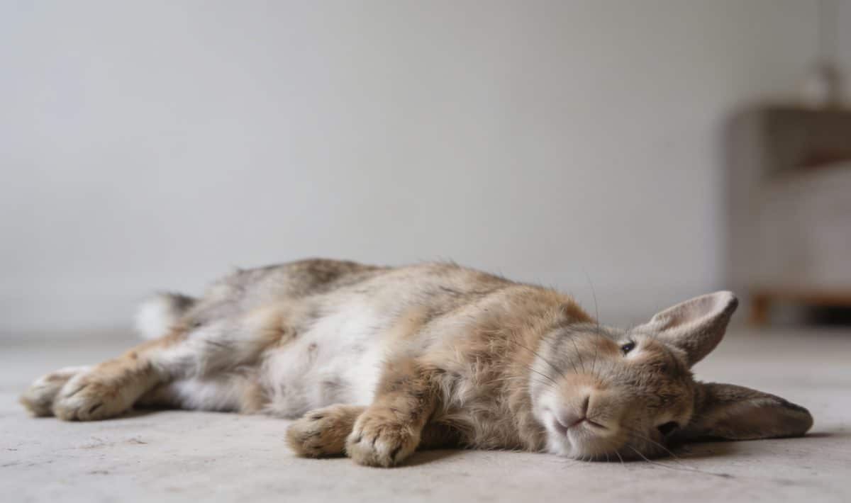 lapin affaibli couche sur le flanc vet chez lui