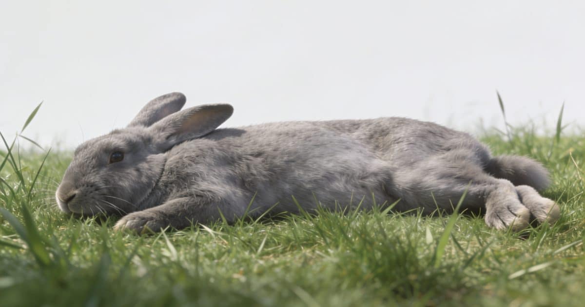 gros lapin gris allonge dans herbe verte