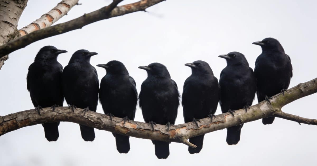 Plusieurs oiseaux noirs perches sur une branche ensemble