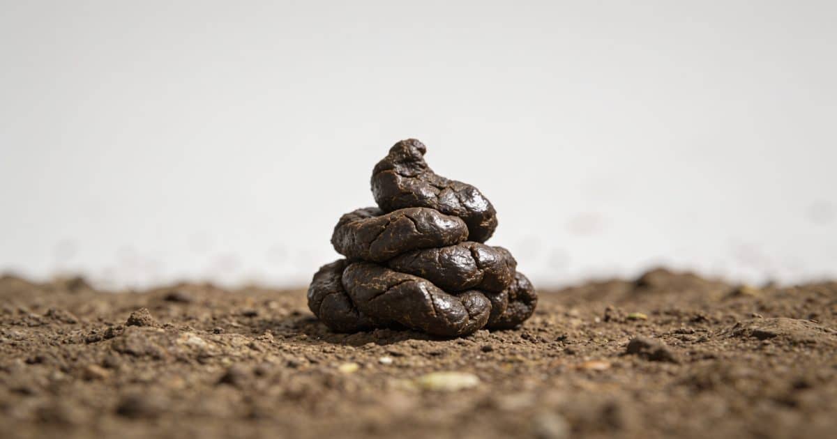Petit tas de crottes sombres sur terre