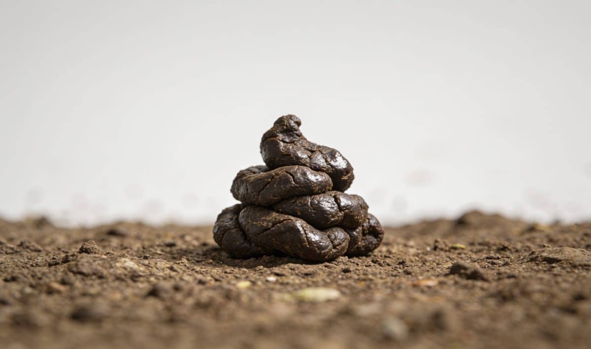 Petit tas de crottes sombres sur terre