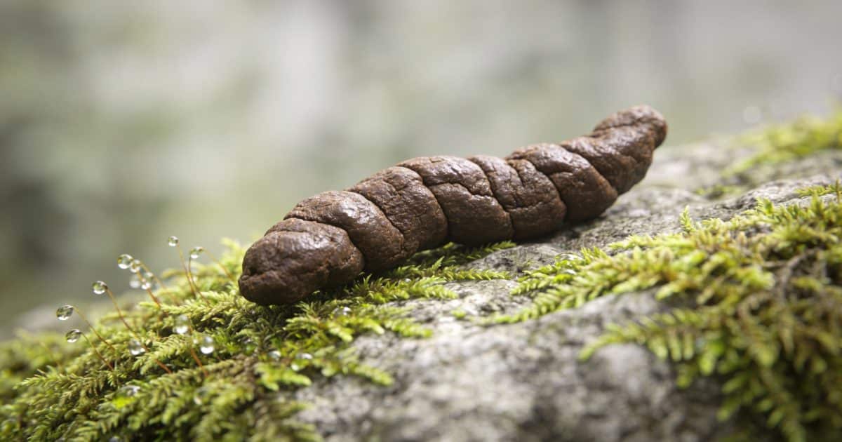 Petites crottes brunes allongees sur rocher mousseux