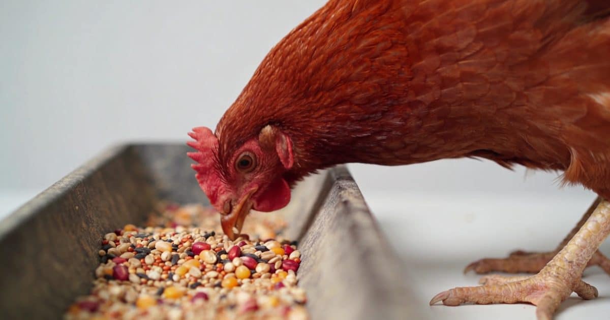 Poule rousse picorant graines colorees dans auge