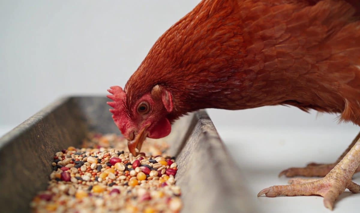 Poule rousse picorant graines colorees dans auge