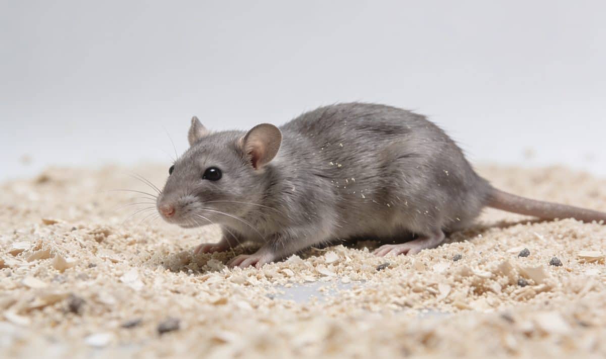 Souris grise sur lit de sciure en laboratoire