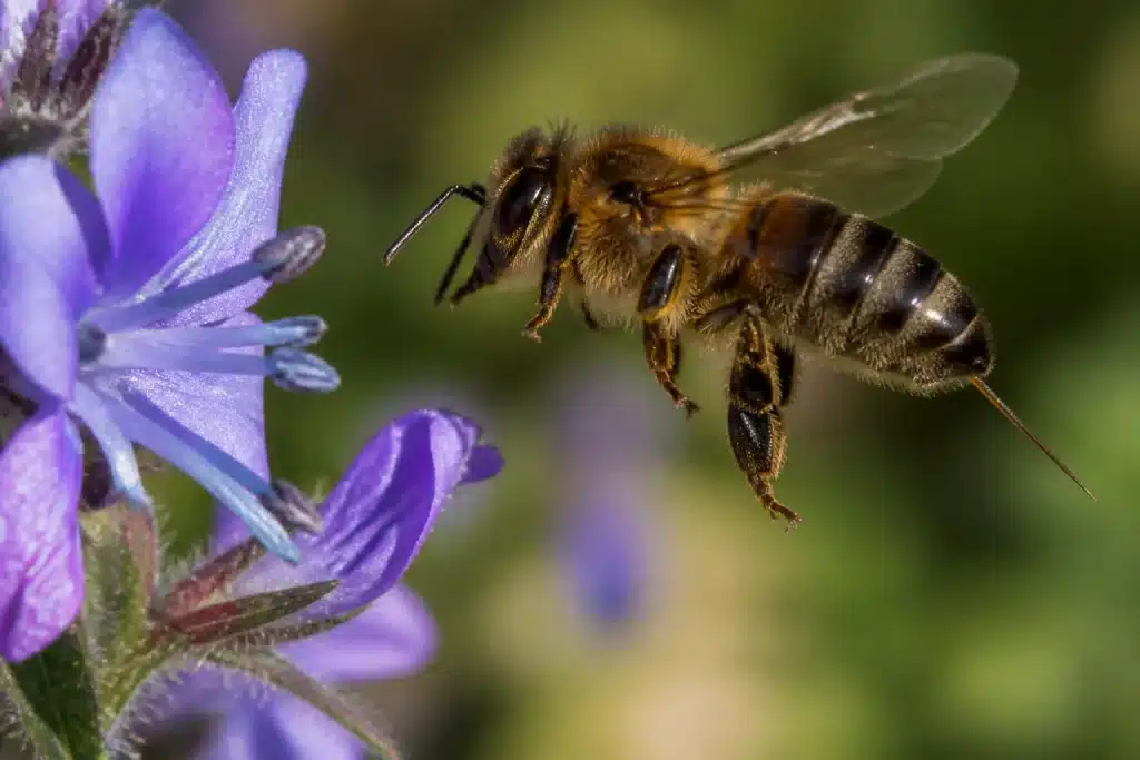 Abeille au dard pointu piquant insecte sans se blesser