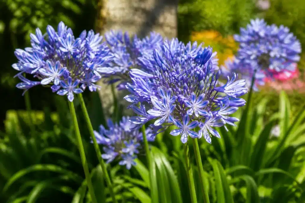 Agapanthes bleues en pleine floraison dans un jardin ensoleille