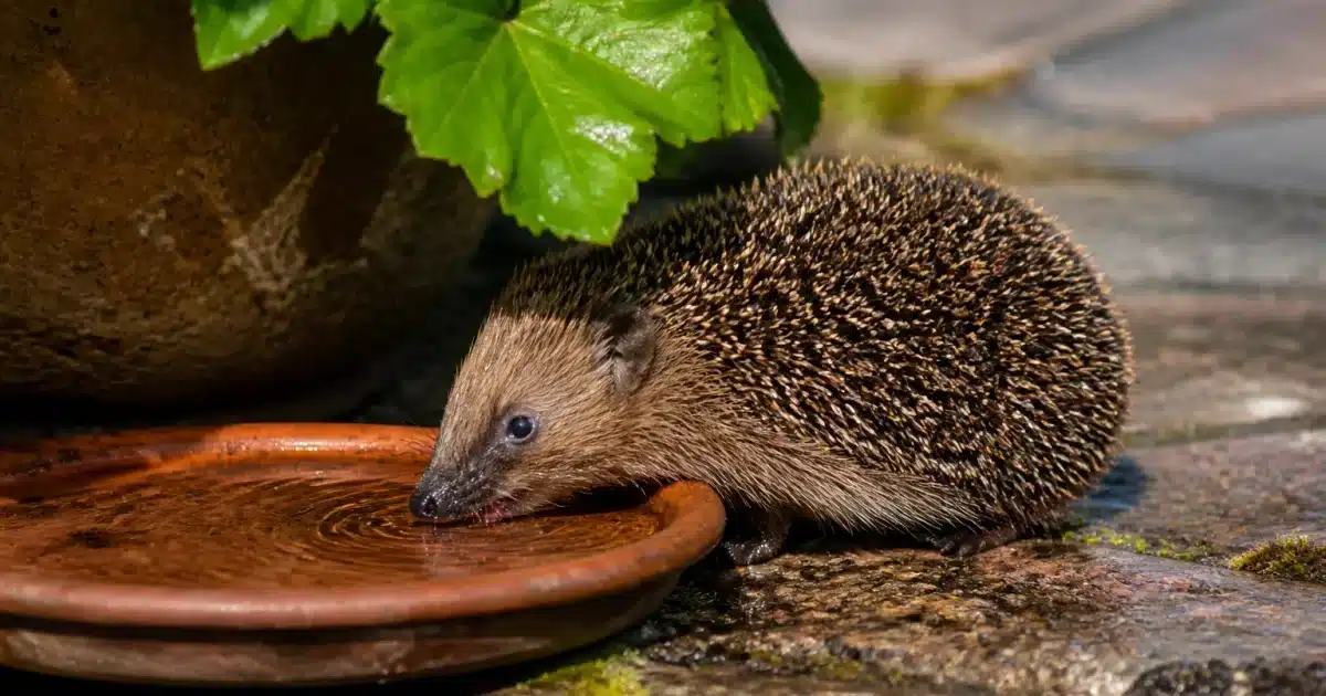 Animaux de jardin cherchant eau et ombre pendant forte chaleur
