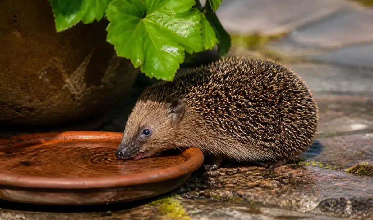 Animaux de jardin cherchant eau et ombre pendant forte chaleur