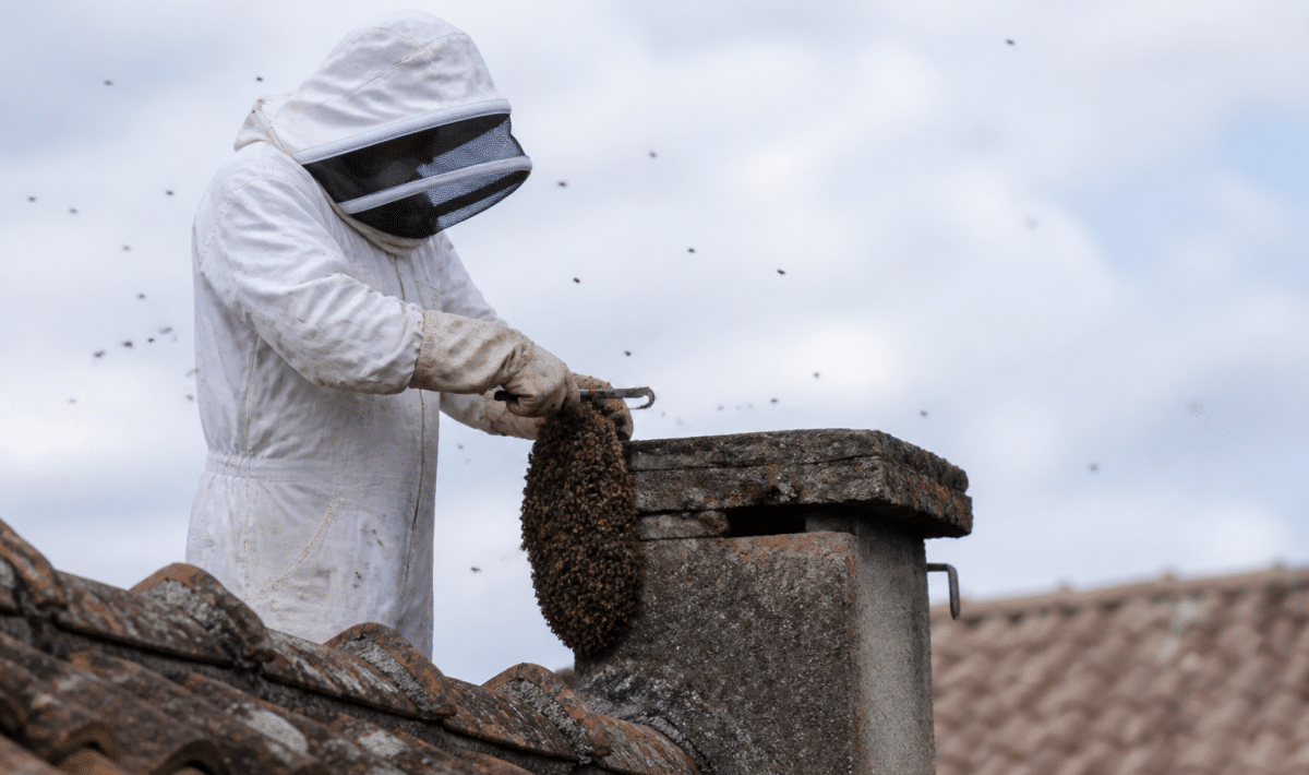 Apiculteur en combinaison blanche retenant essaim abeilles sortant cheminée