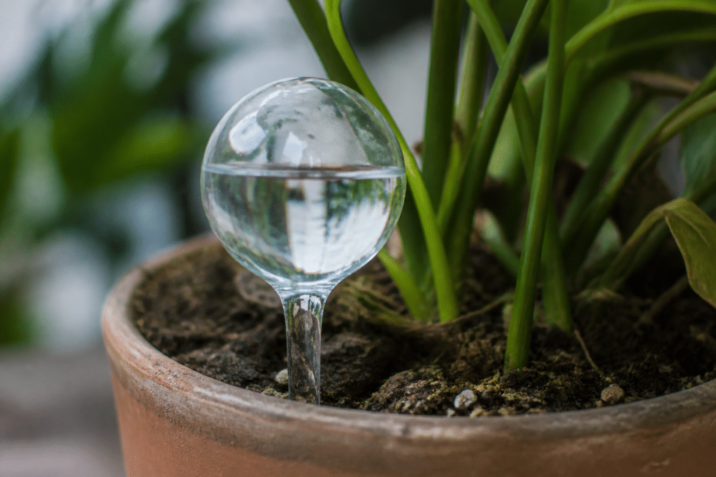 Aqua globe en verre planté dans terreau de pot