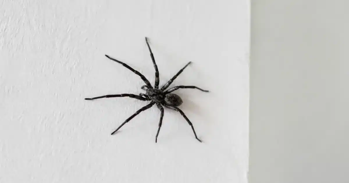 Araignee noire sur mur blanc interieur maison septembre