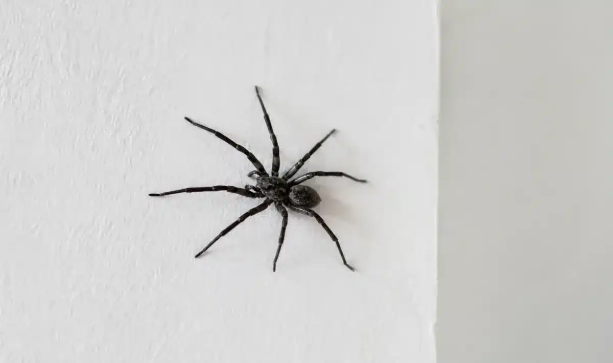 Araignee noire sur mur blanc interieur maison septembre