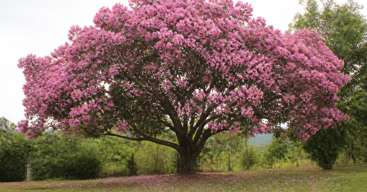 Large tree with wide spreading canopy displaying abundant pink flowers