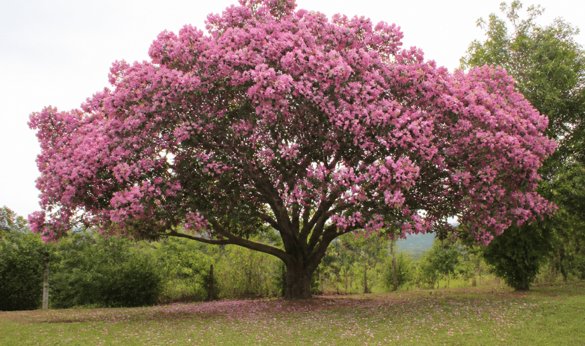Large tree with wide spreading canopy displaying abundant pink flowers