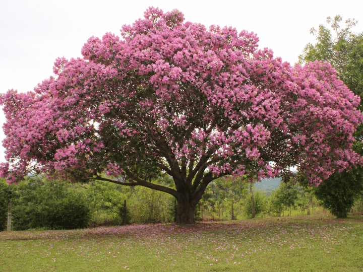 Large tree with wide spreading canopy displaying abundant pink flowers