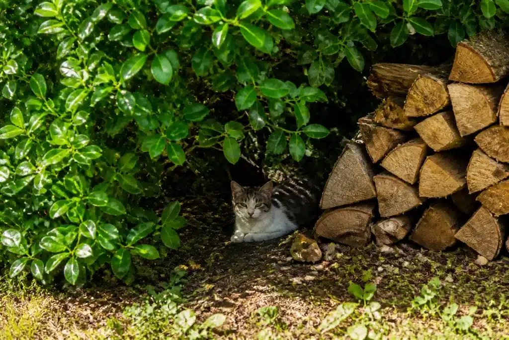 Arbustes touffus et tas de bois offrant refuge ombragé