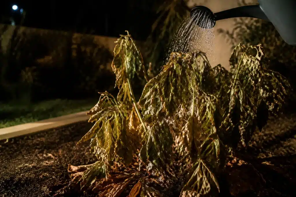 Plante seche recevant eau nocturne pendant canicule estivale