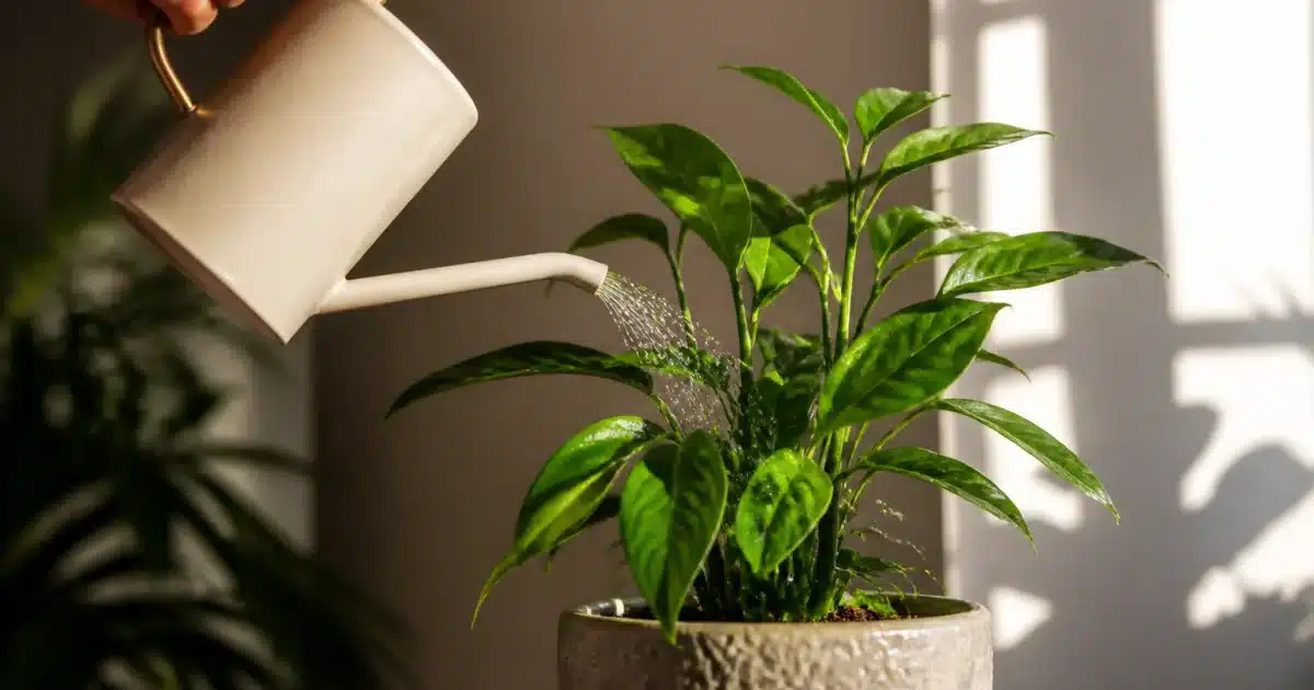 Main versant eau sur plante verte en pot à la lumière