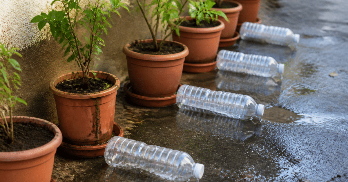 Bouteilles d'eau renversees arrosant des pots de fleurs alignes