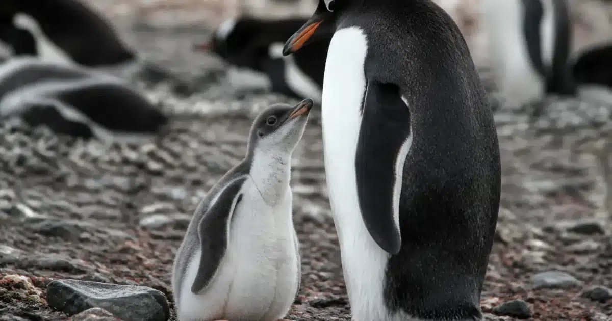 jeune pingouin debout pres de parent adulte noir blanc