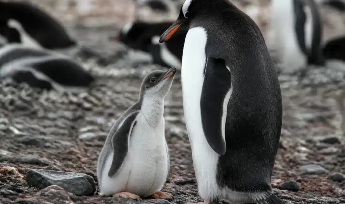 jeune pingouin debout pres de parent adulte noir blanc