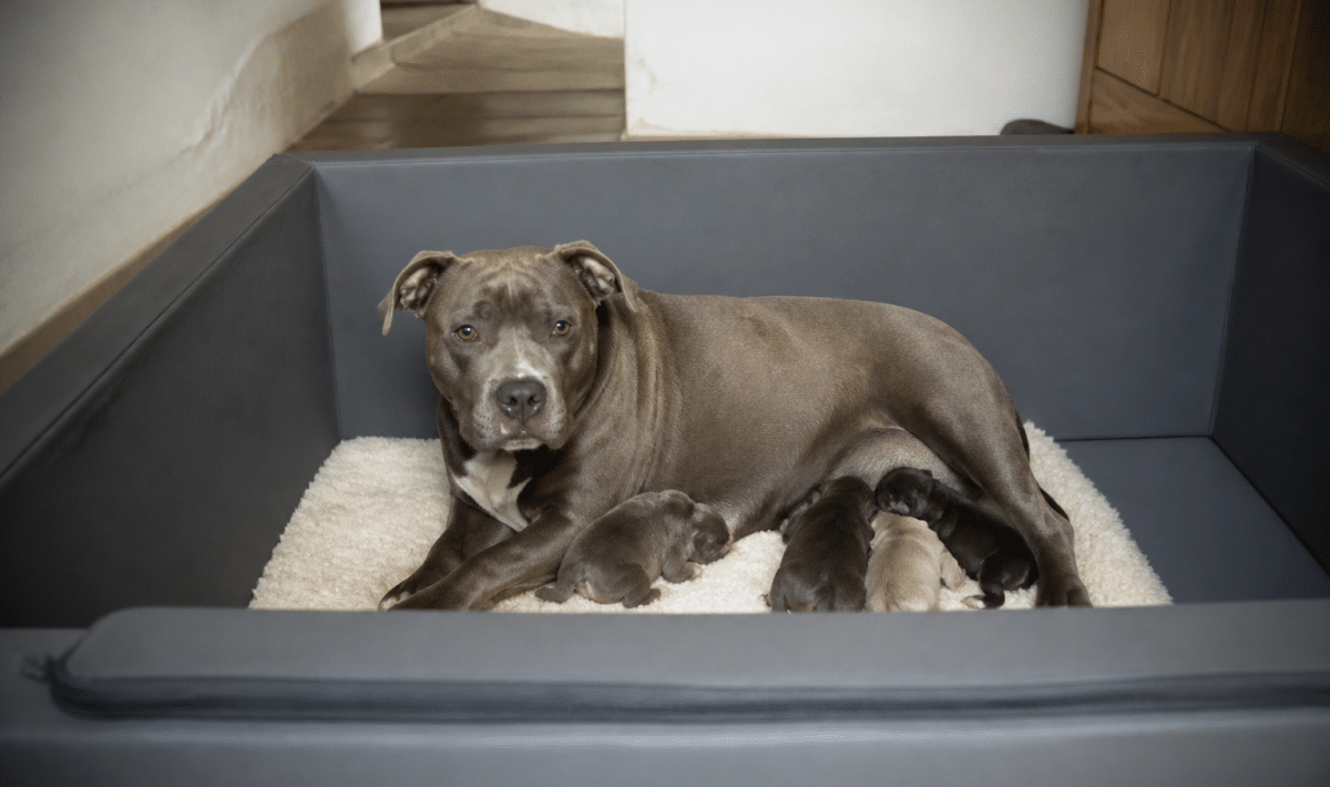 Boite de mise bas blanche avec chienne allongee a l'interieur