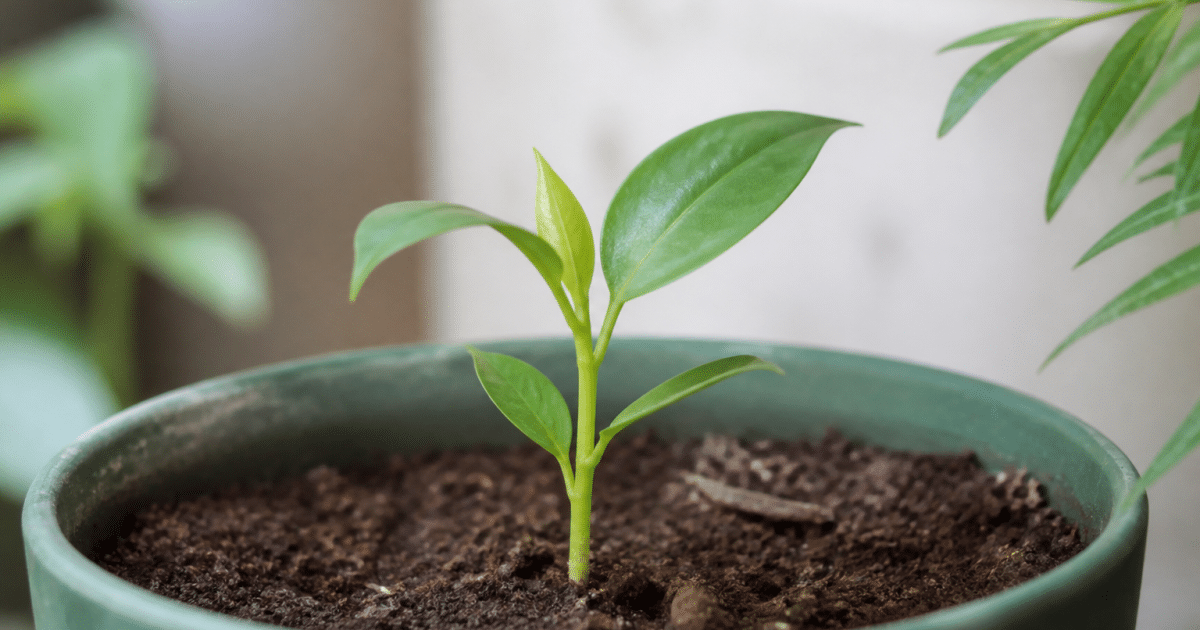 Jeune pousse verte en pot avec feuilles émergentes