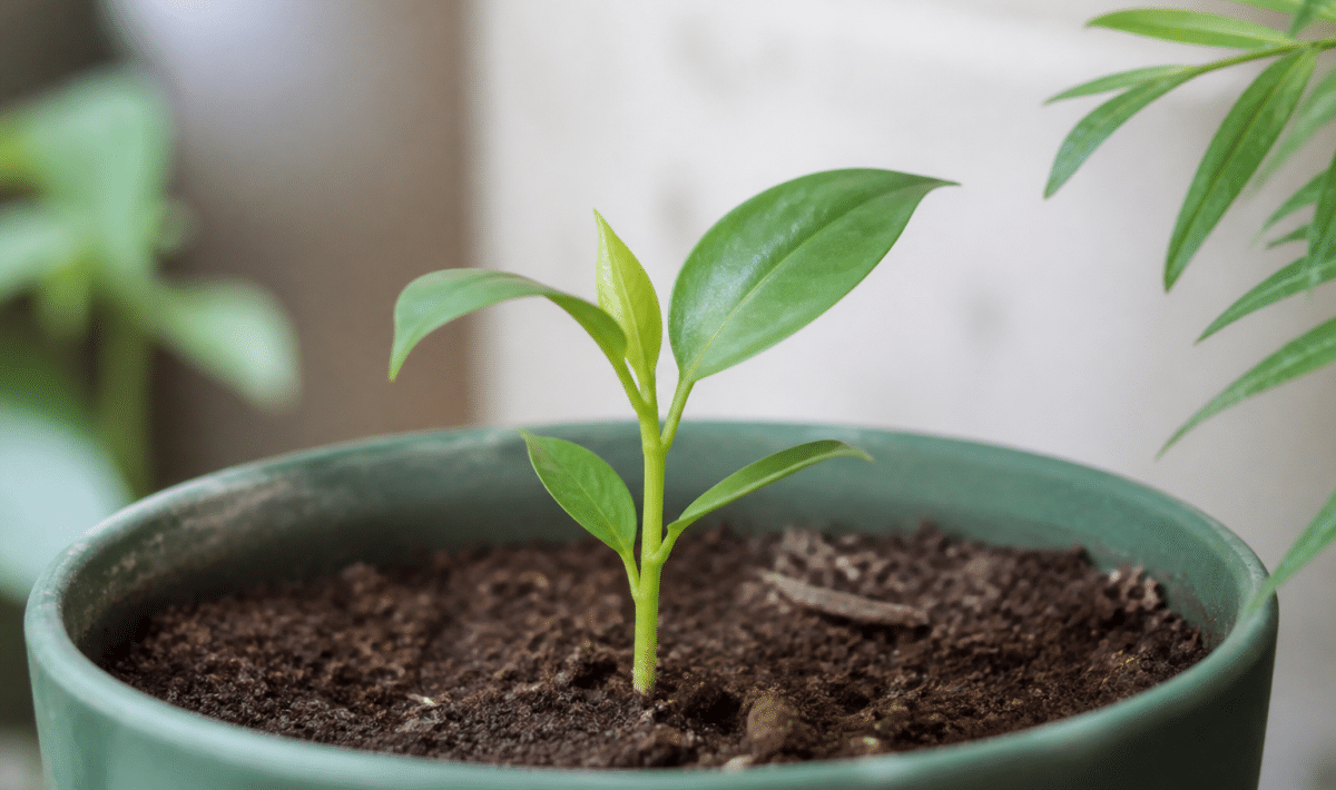 Jeune pousse verte en pot avec feuilles émergentes