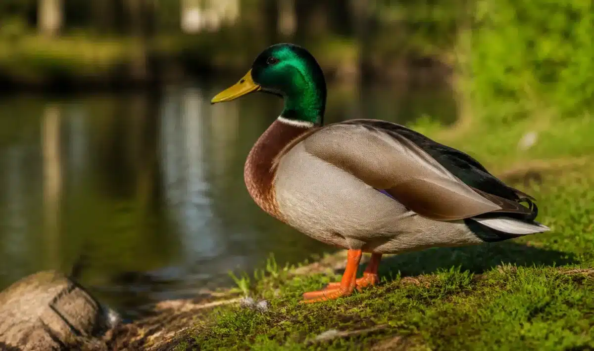 Canard adulte posé au bord d'un plan d'eau calme