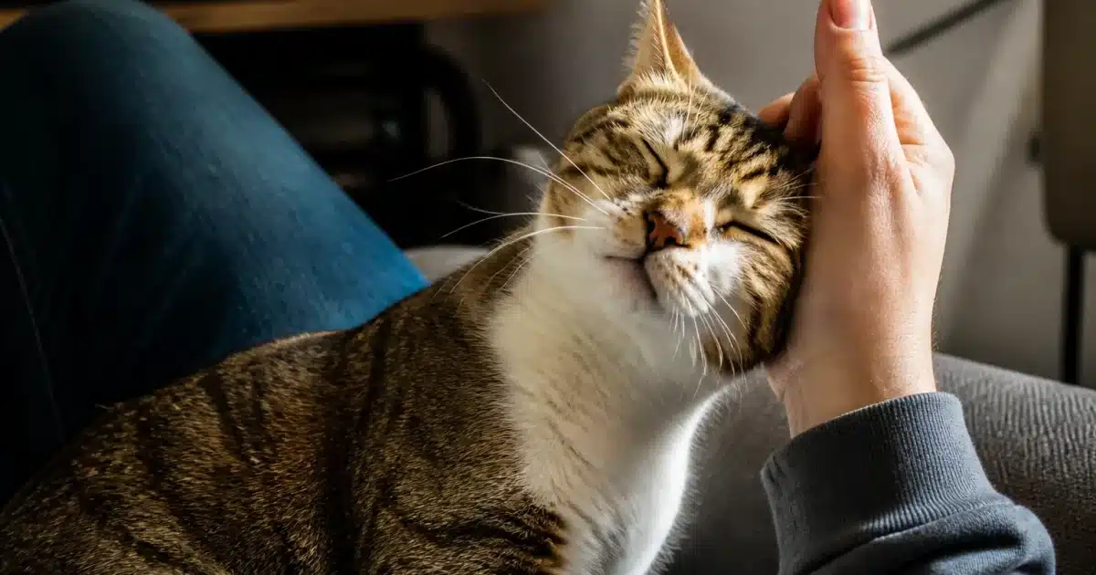 Chat frotte sa tete contre la main de son proprietaire assis
