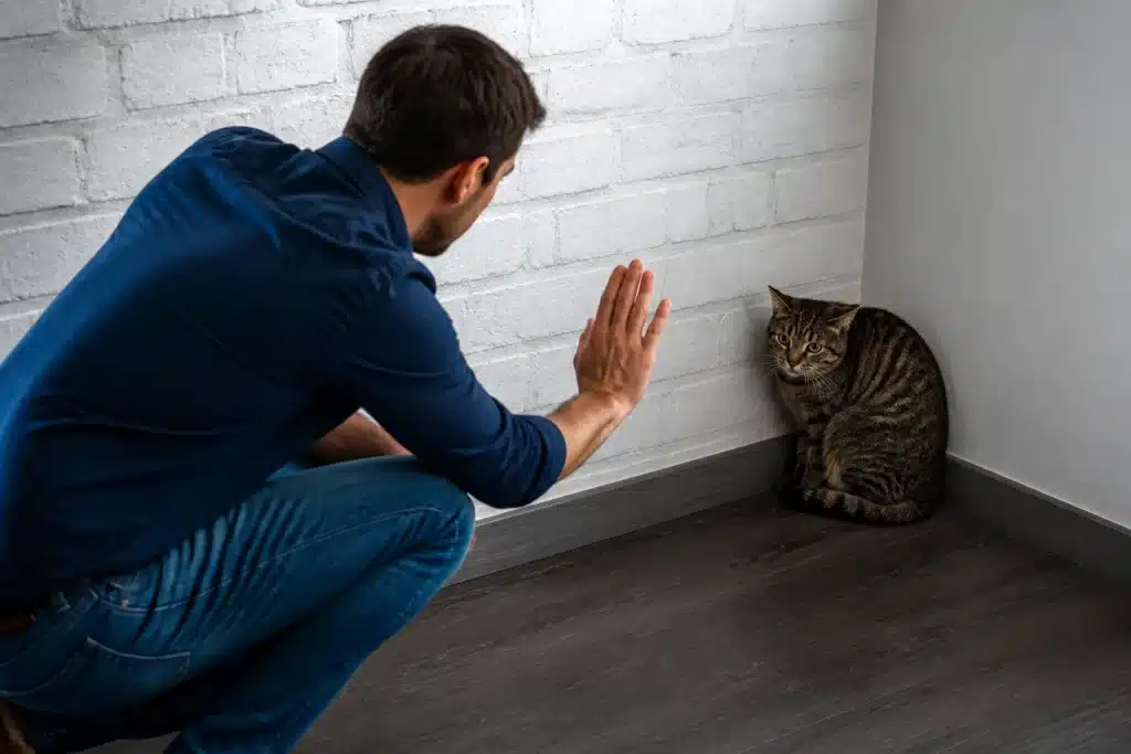 Proprietaire levant la main vers chat effrayes dans coin