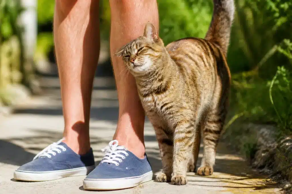 Chat se frottant contre jambes humaines, marquage odorant