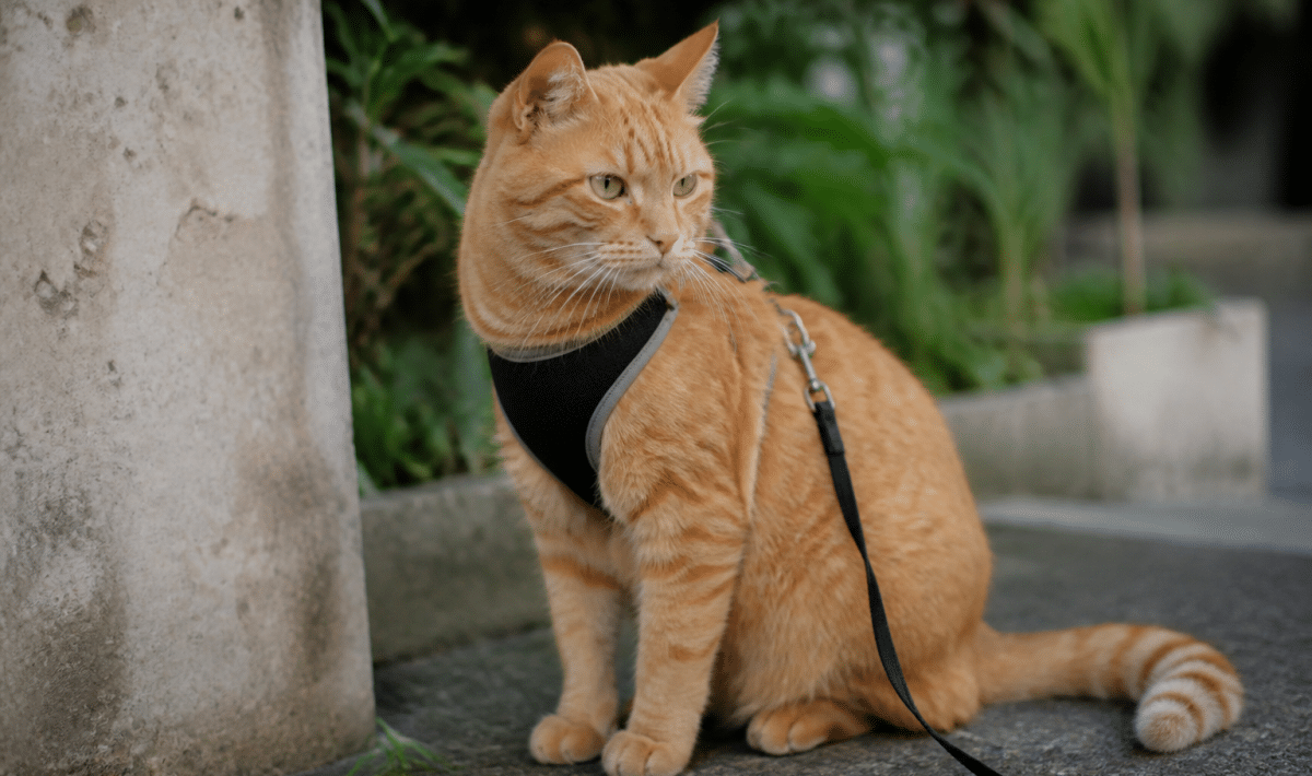 Chat roux portant un harnais ajuste sur son corps assis