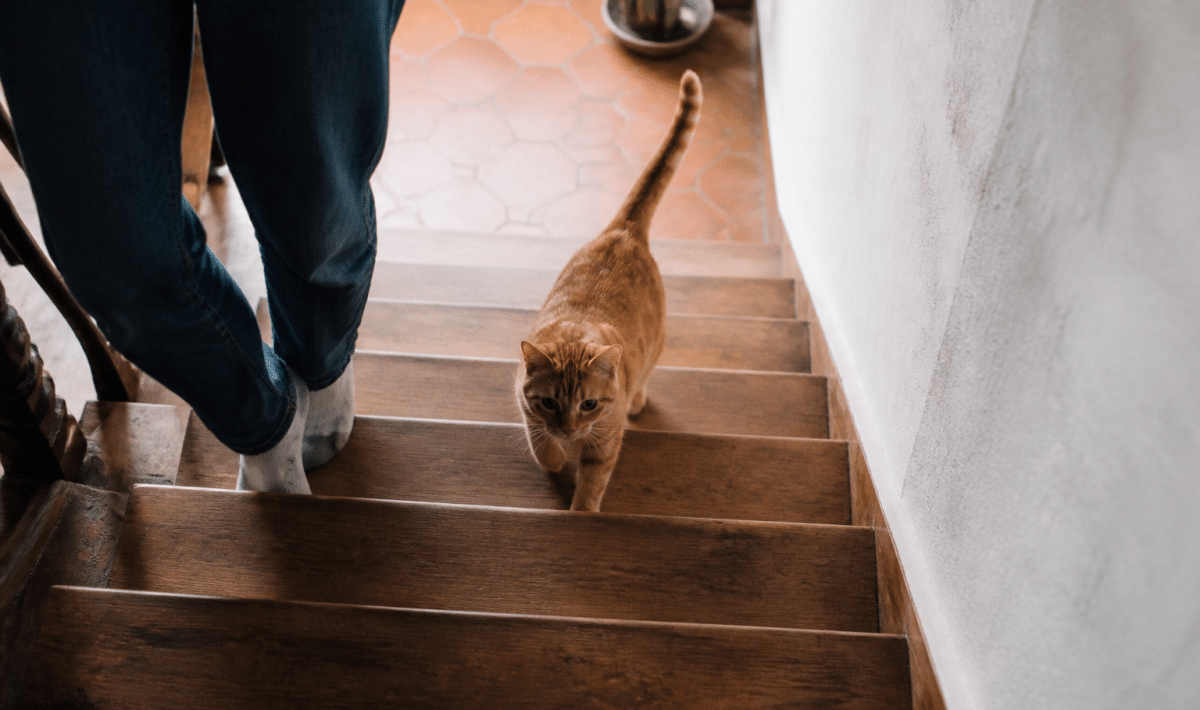 Chat roux suivant son proprietaire dans un escalier domestique