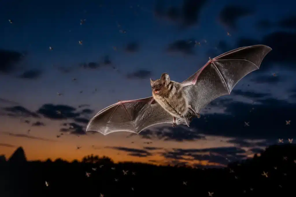 Chauve-souris volant au crépuscule avec insectes illumines