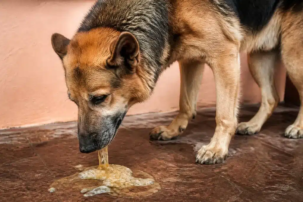 Chien malade vomissant avec regard abattu et déshydratation visible