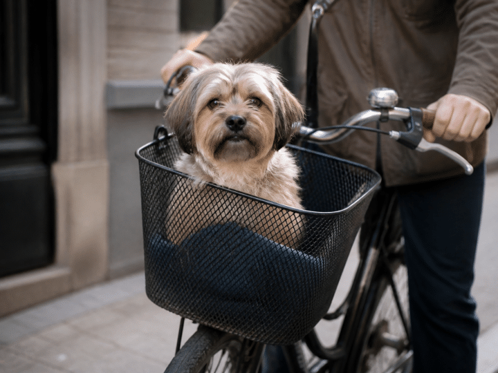Petit chien assis dans panier avant velo
