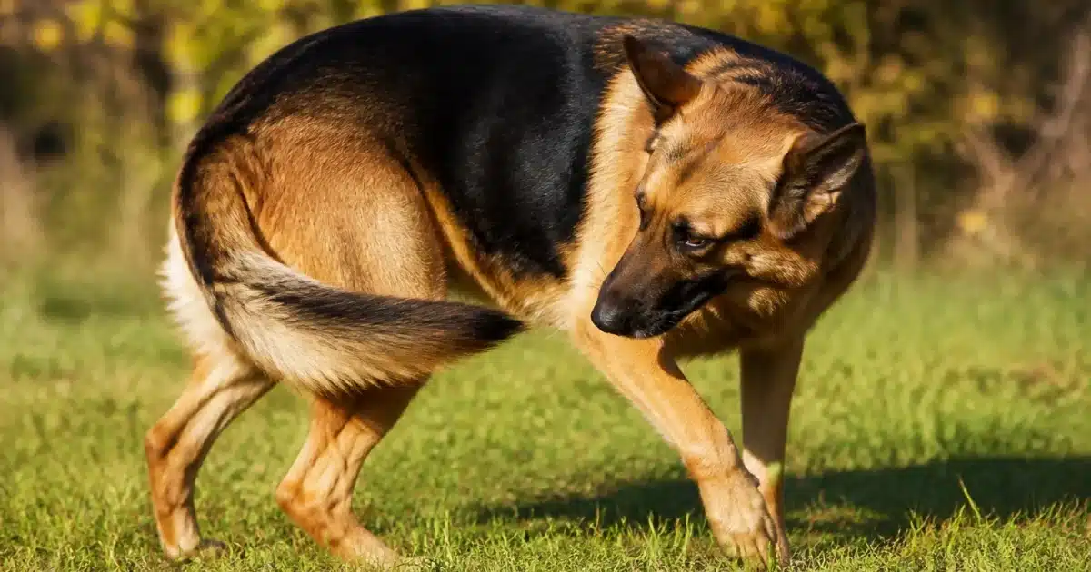 Chien tournant en cercle avant de s'allonger au sol