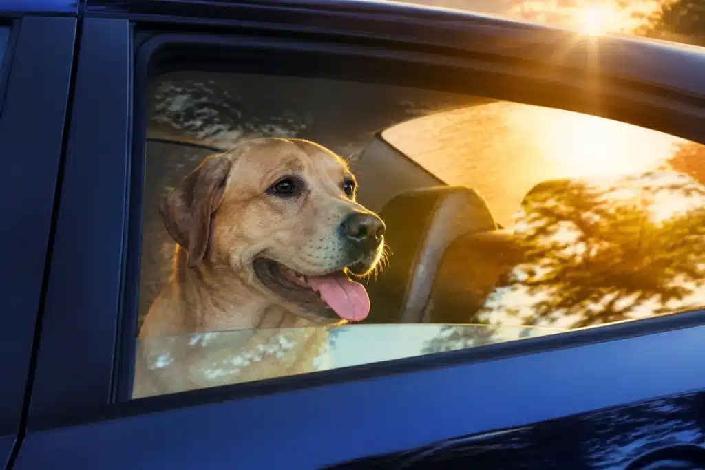 Chien dans voiture avec thermometre affichant chaleur extreme