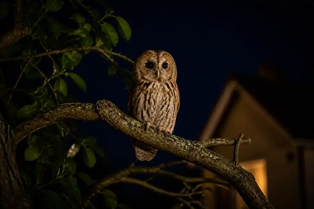 Chouette perchee sur branche sombre pres maison nuit