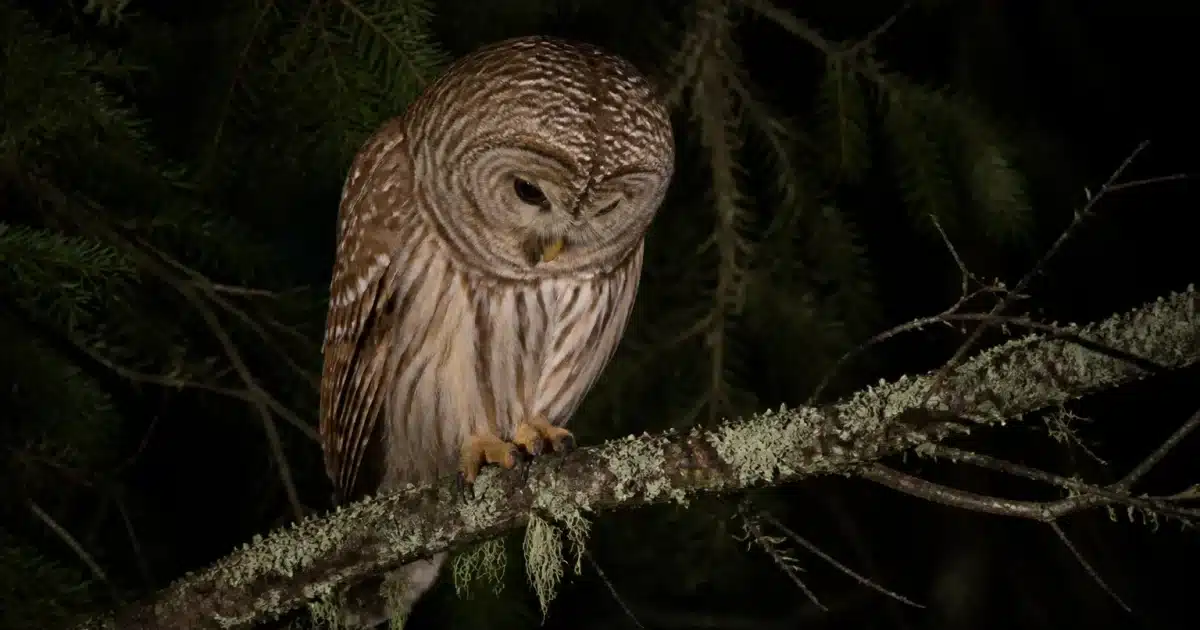 Chouette perchee sur branche la nuit regardant vers le bas